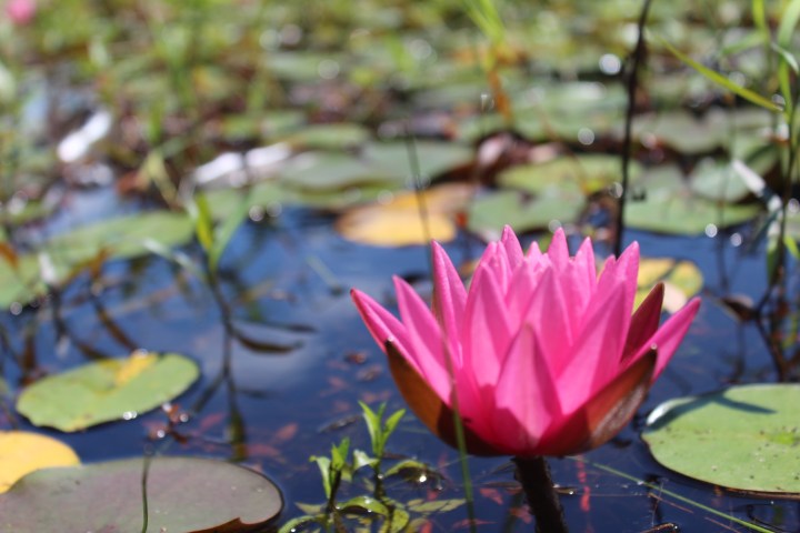 The Beauty of&nbsp;Surprise